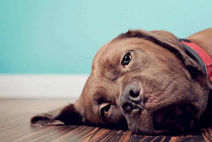 When Your Dog Doesn't Feel Well When Your Dog Doesn't Feel Well