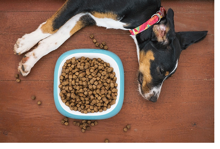 Stay clear of the 4D’s. - Brown's Best Raw Dog Food™