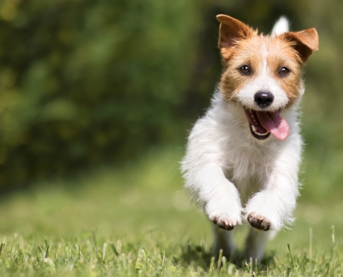 small dog running in grass