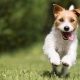 small dog running in grass