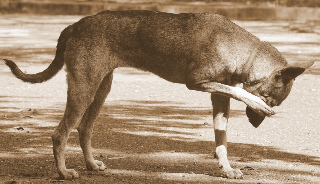 dog scratching its face while standing