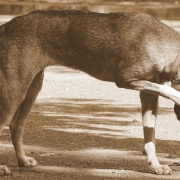 dog scratching its face while standing