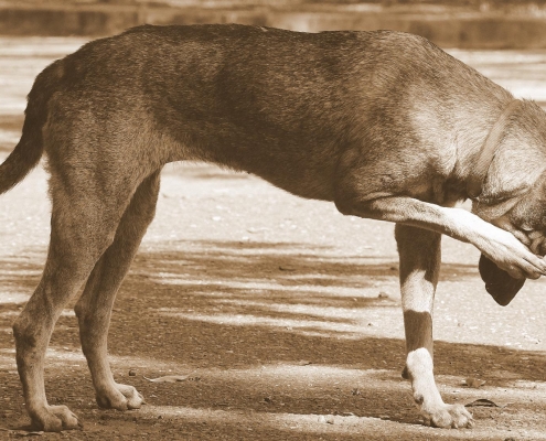 dog scratching its face while standing