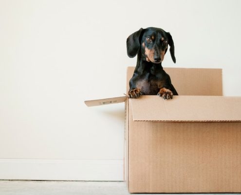 erda-estremera-sxNt9g77PE0-unsplash (1) dog sitting in box