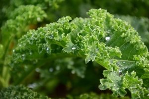 closeup view of kale