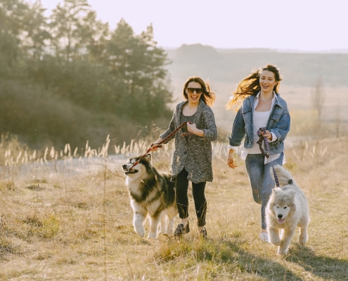 two women running with their huskies on leashes