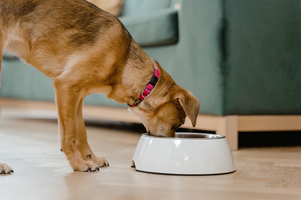 dog eating food from its bowl