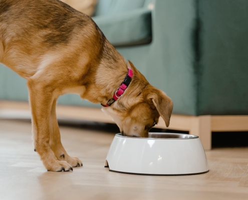 dog eating food from its bowl